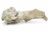 Fossil Oreodont (Merycoidodon) Skull w/ Vertebrae - South Dakota #355958-4
